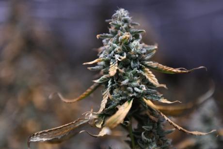 Texas lawmakers this year heavily focused their drug policy agenda on banning THC products in the state, while offsetting that by expanding the medical marijuana industry.