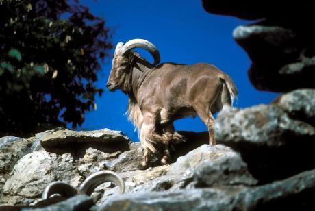 Barbary sheep, also known as Aoudad sheep, were introduced to Texas from their native habitat in North Africa mid-20th century. Popular among hunters, considered an invasive species by farmers and ranchers, the Texas Legislature has added them to the list of animals that can be hunted helicopters, along with feral pigs and coyotes.
