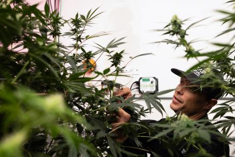Texas Original Director of Cultivation Jason Sanders gives a tour of the business’ facility on Sept. 26, 2024. Texas Original is Texas’ first licensed medical cannabis distributor