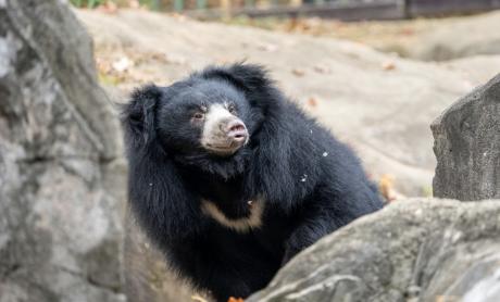 Vicki, a 12-year-old sloth bear from the Smithsonian National Zoo