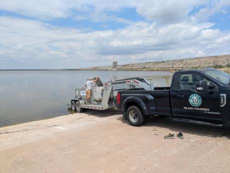 A total of 1,500 channel catfish were stocked into O.C. Fisher Reservoir on Monday to help rebuild the fish population in the lake at San Angelo State Park.