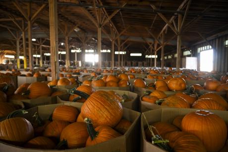 The small Texas town of Floydada has become known as the Pumpkin Capital of the U.S.