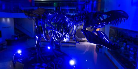 ASU Mayer Museum T-Rex