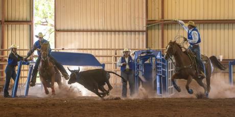 ASU Rodeo Team Practice