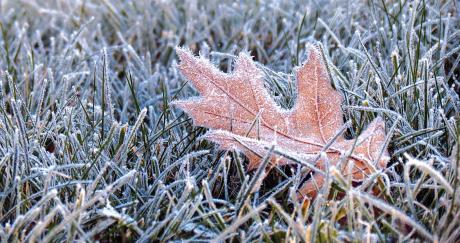 Frost 