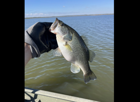 Texas Parks and Wildlife Department personnel recently surveyed O.C. Fisher Reservoir and found encouraging results in the lake at San Angelo State Park.