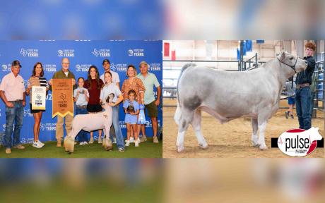 Wall neighbors Blaize Benson and Stratley Strube each claimed champion titles at the 2025 State Fair of Texas livestock shows — Benson with a steer and Strube with a lamb.
