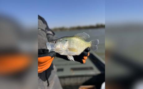 Crappie