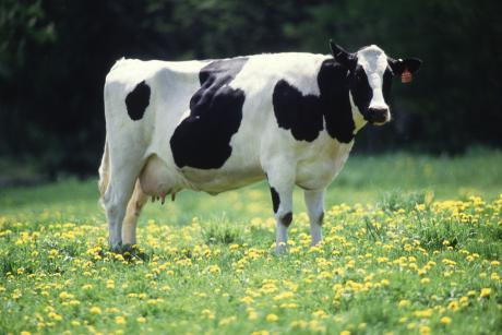 A cow that appears to be located in east Texas.