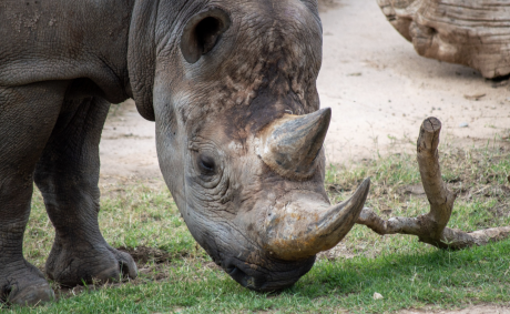 Uhuru the Rhino from the Abilene Zoo