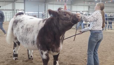 2026 Junior Stock Show