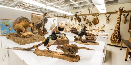 Angelo State Natural History Collections specimens