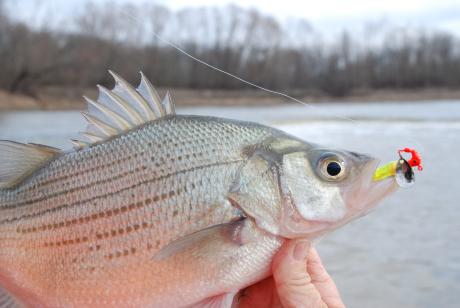 White Bass
