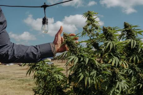 CEO of Hometown Hero, Lukas Gilkey, reaches for a hemp bud at his farm in San Antonio on October 17, 2025.