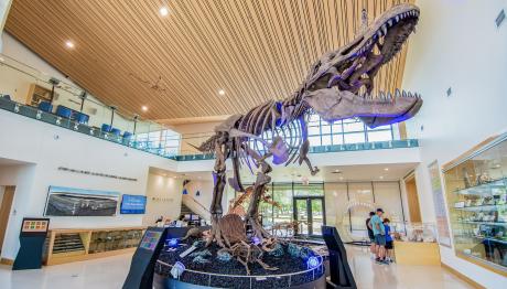 ASU Mayer Museum T-Rex