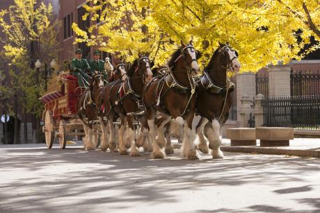 Budweiser Clydesdales