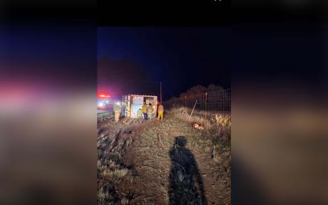 Semi Hauling 80 Heifers Crashes in Kimble County
