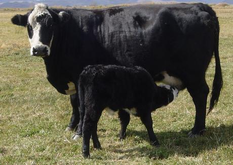 Cattle