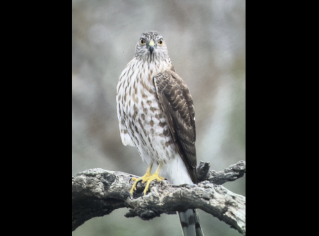 A Cooper's hawk is shown at the Barnhart Q5 Ranch in Goliad County.
