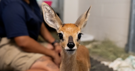 Bahari, Abilene Zoo's new baby Steenbok