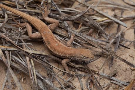 Texas Attorney General Ken Paxton sued the federal government over its decision to add the dunes sagebrush lizard, which lives in the state's biggest oil and gas region, to the endangered species list.