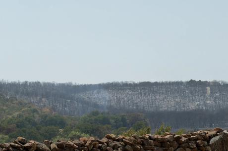 Scorched trees show the devastation from the Ross Fire in North Texas on Aug. 27, 2026. The fire has been declared 100% contained.
