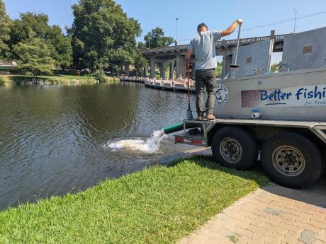 For the first time in more than a month, channel catfish were stocked in the Concho River in downtown San Angelo on Friday, Sept. 4.