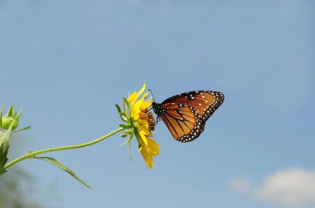 San Angelo State Park is inviting the public to experience the monarch butterfly migration Saturday with a presentation and guided hike.