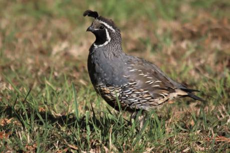 A Texas Parks and Wildlife Department roadside survey signaled good quail population numbers heading into opening day. 