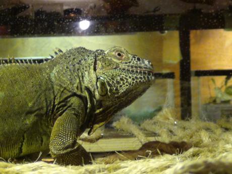Balthazar the Iguana (LIVE! photo by Cheyenne Benson)