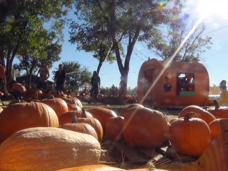 Large pumpkins line the straw covered walkways for families to shop and take pictures (LIVE! photo by Cheyenne Benson)