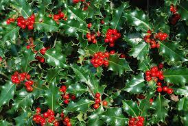 Holly with berries (photo courtesy of drsaraheaton.wordpress.com)