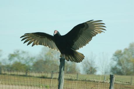 Buzzards like this one took out a Tahoe early Wednesday morning, June 4, 2014. (contributed by  bob at waldopics via Flickr) 