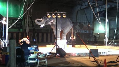 Bo the elephant does his tricks at Saturday's Shrine Circus performance in San Angelo. (LIVE! Photo by Chelsea Schmid)