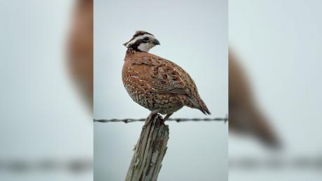 Bobwhite Quail (Contributed/Archive)