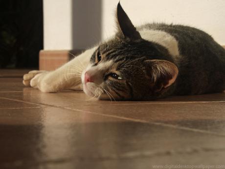Photo/Flickr