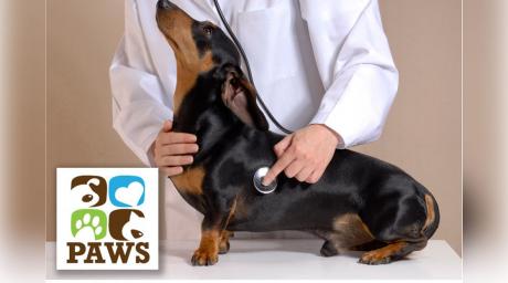 Concho Valley PAWS confirms on case of Canine Distemper in dog  