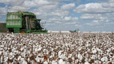 Cotton Farming (LIVE! Archive Image)