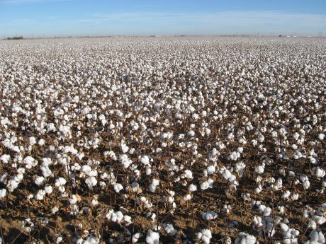 A cotton field in Texas,(Contributed/Kimberly Vardeman)