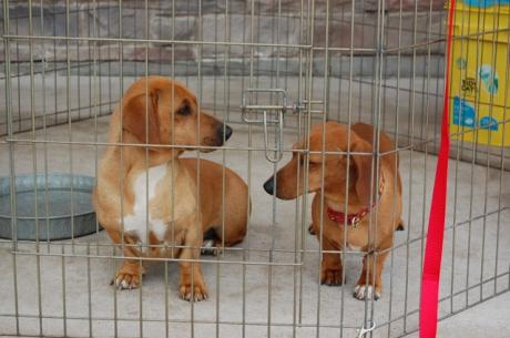 Adopt as a pair? Cute puppies. (LIVE! Photo/Joe Hyde)