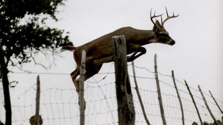 White tailed deer jumping fence.  (LIVE! Photo Archive)