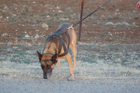 The city pound needs homes for many animals. (City of San Angelo picture)