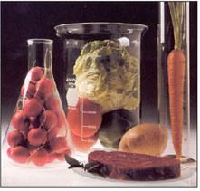 Food additives, such as certain preservatives are derived from petrochemicals. (Photo courtesy of foodadditivesworld.com)