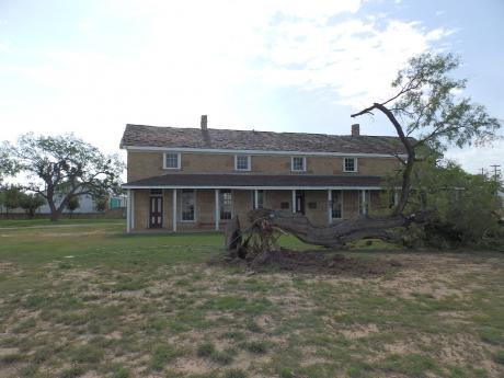 A mesquite tree at Fort Concho that was blown over by strong winds during a storm Wednesday evening in San Angelo. (LIVE! Photo/Matt McDaniel)