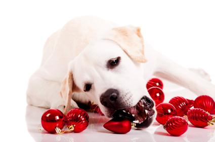Certain holiday items, such as ornaments can pose a threat to your pets. (Photo courtesy of petinsurance.com)