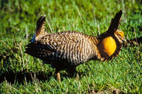 The controversial prairie chicken. (Photo/Wikipedia)