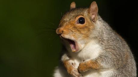 Surprised Squirrel (LIVE! Archive Image)