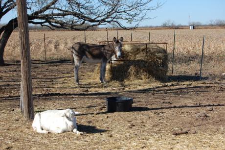 Donkeys are excellent companions for sheep or goatherds where they will provide protection from predatory animals. (LIVE! Photo/Joe Hyde)
