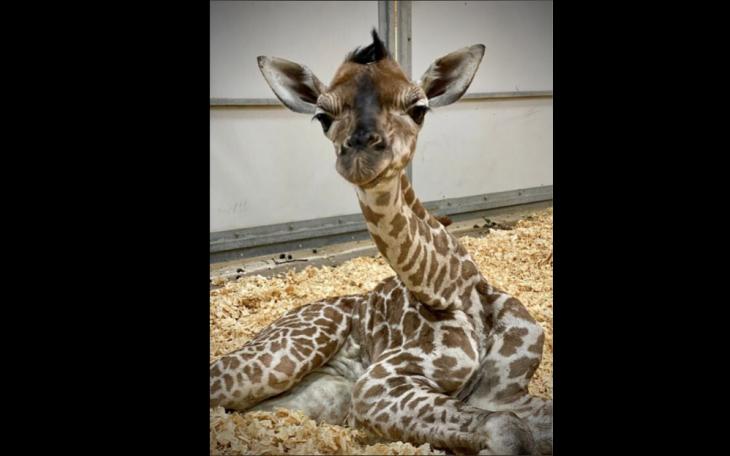 Abilene Zoo Baby Giraffe (Contributed / Abilene Zoo)