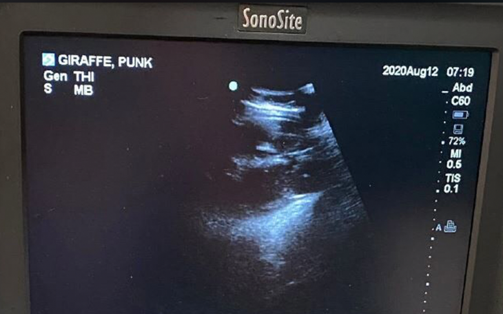 Abilene Zoo giraffe is expecting